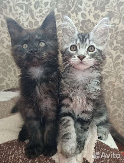 Котята мейн-кун