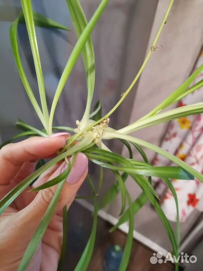 Хлорофитум