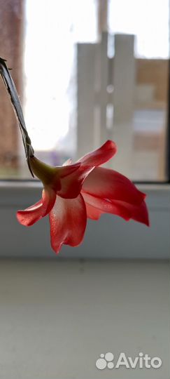 Декабрист шлюмбергера