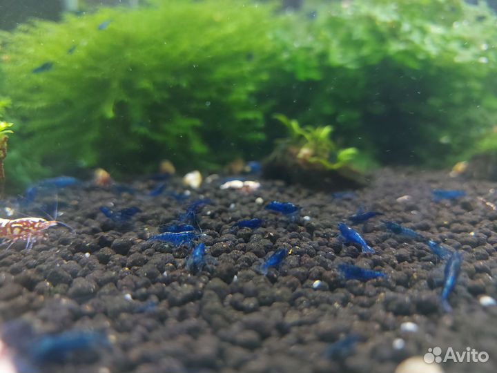 Аквариумные креветки