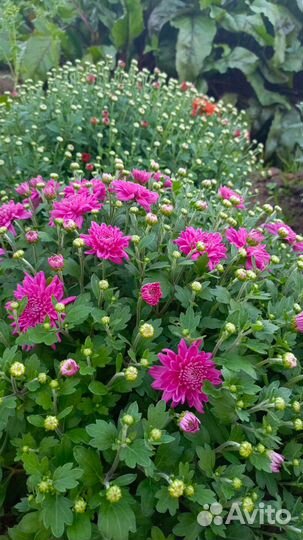 Хризантема мультифлора