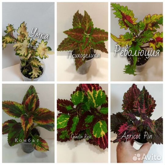 Колеусы сортовые