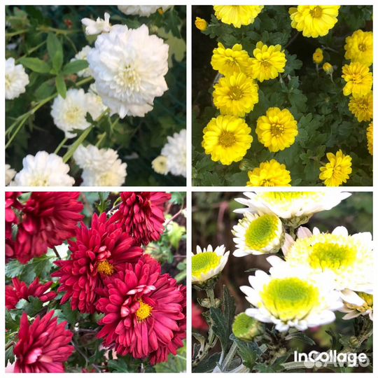 Хризантемы многолетние Большой выбор