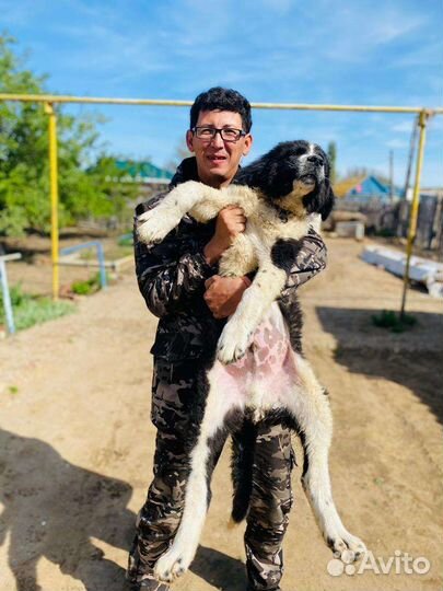 Продам щенка алабая 3,5 месяца