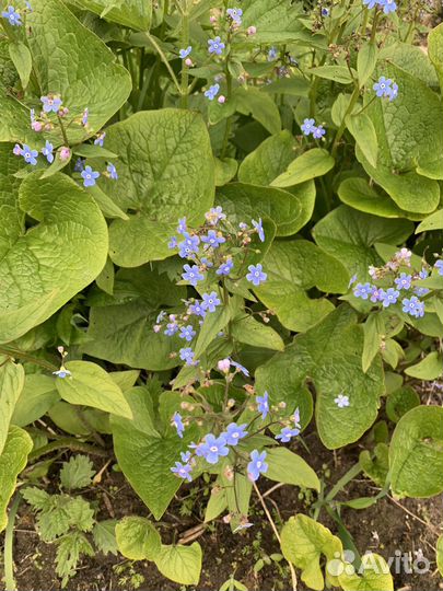 Брунера незабудка