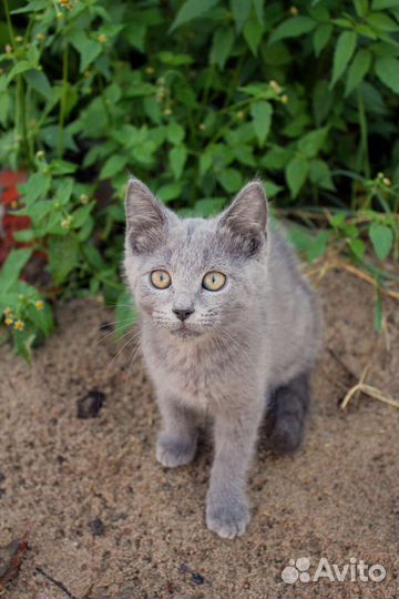 Отдам котенка