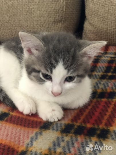 Котята в добрые руки бесплатно