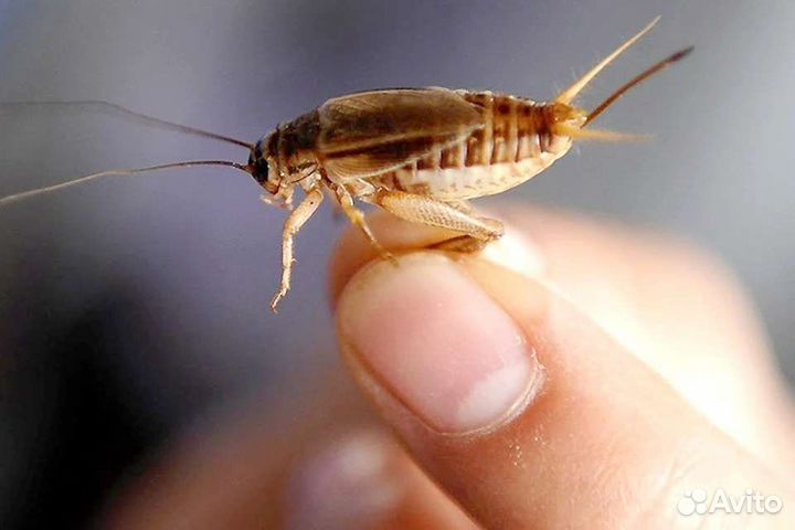 Сверчки для стрижей