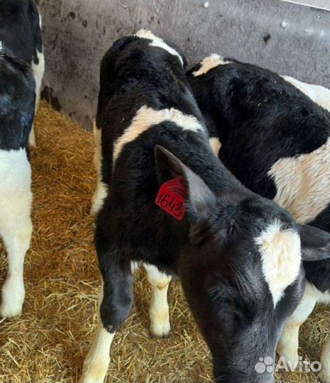 Бычки молодняк