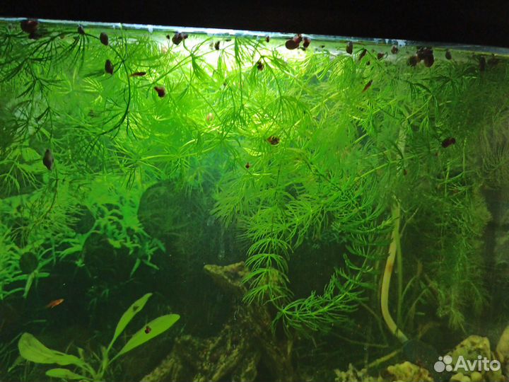 Растение в аквариумное роголистник