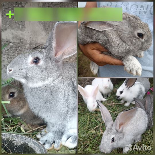 Кролики великаны