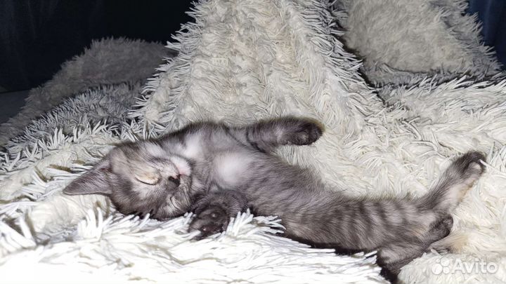 Кошечка в добрые руки