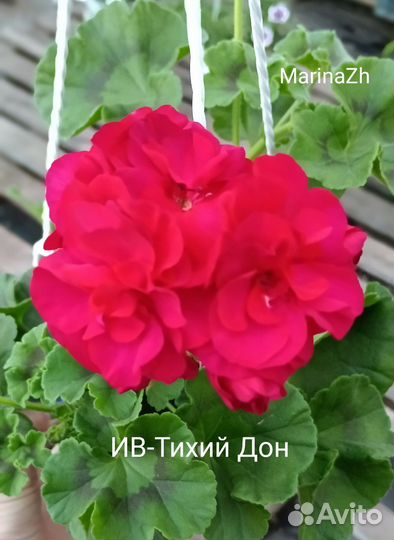 Пеларгония сортовая