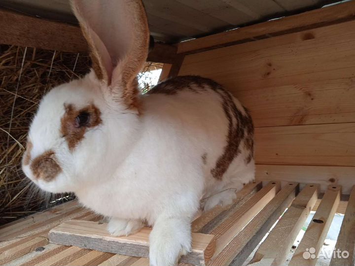 Кролики Ризен, Фландер, нзк