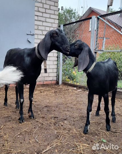 Козочка англо-нубийская