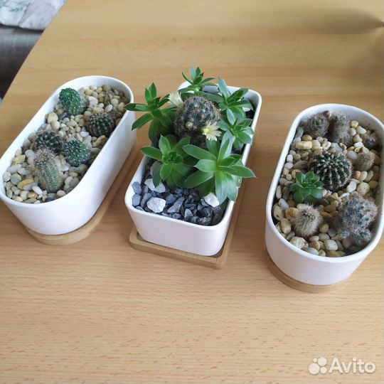 Кактусы и суккуленты