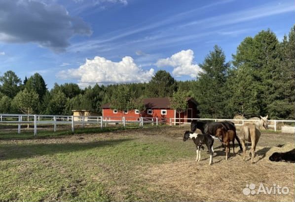 Помощь по хозяйству с проживанием