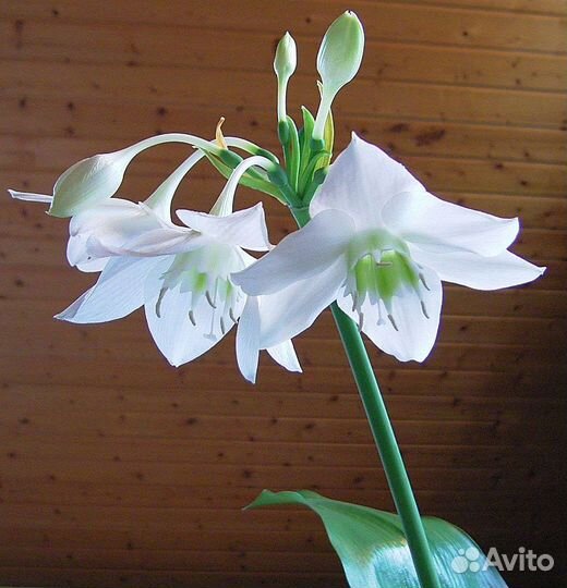 Эухарис амазонская лилия