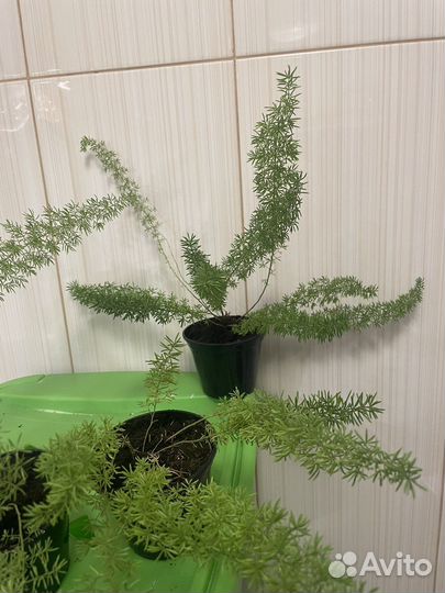 Комнатные цветы аспарагус