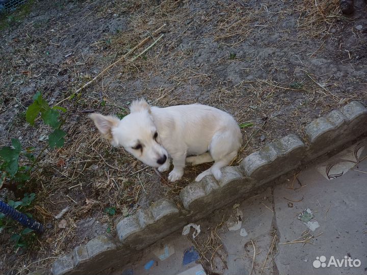 Отдам в добрые руки, осталось трое щенят