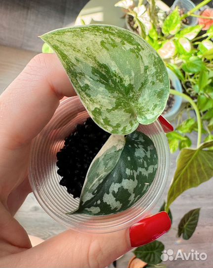 Сциндапсус маяри (scindapsus mayari)