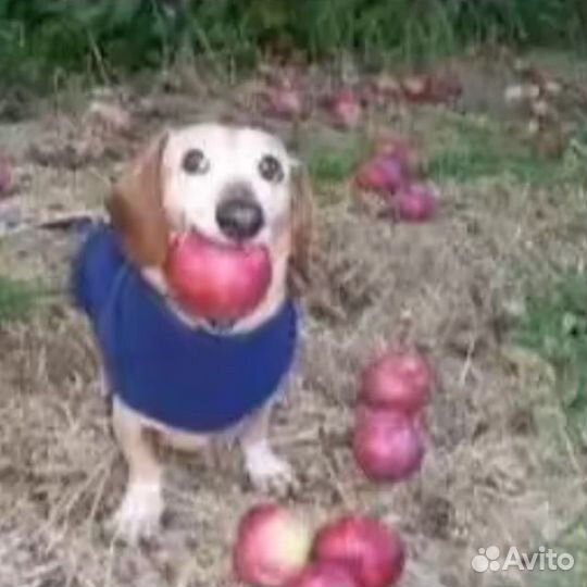 Крутая собака