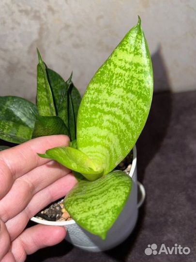 Сансевиерия Ханни Лемон