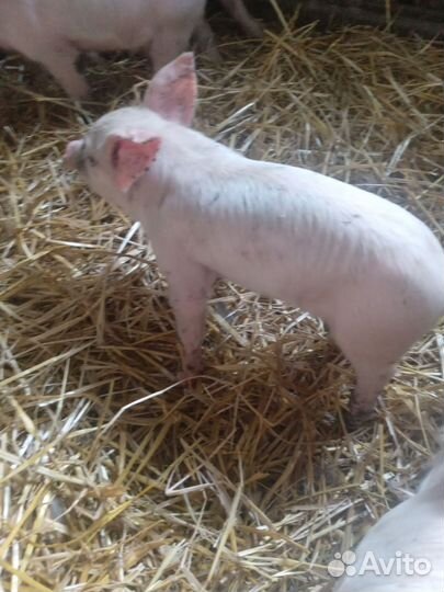 Поросята