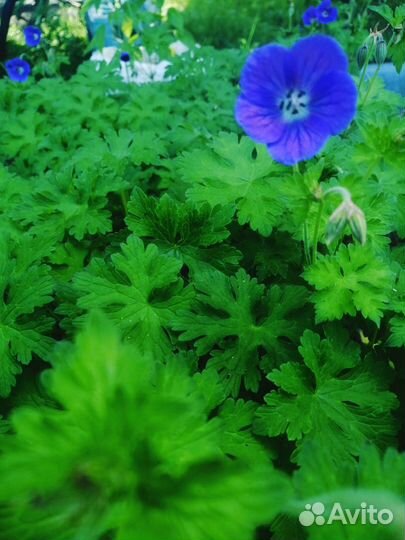 Герань садовая