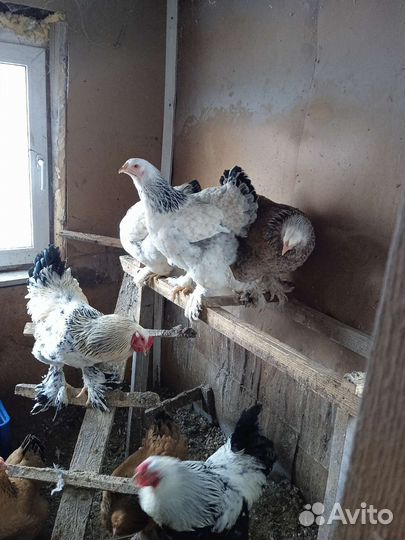 Инкубационное яйцо