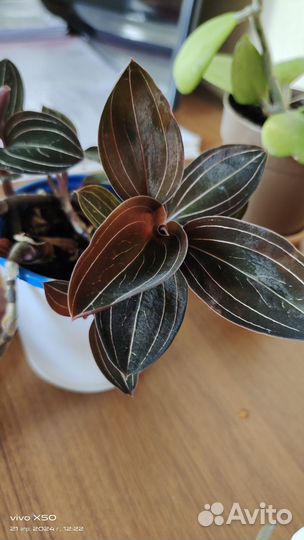 Каланхоэ орхидея лудизия