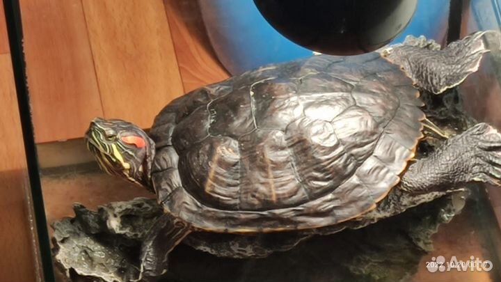 Чрепашка в добрые руки