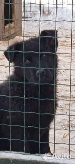 Щенки немецкой овчарки