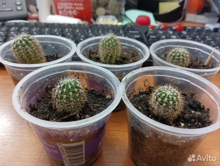 Кактусы и суккуленты