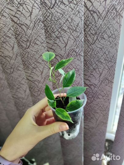 Фикус, хойя, декабрист, эписция