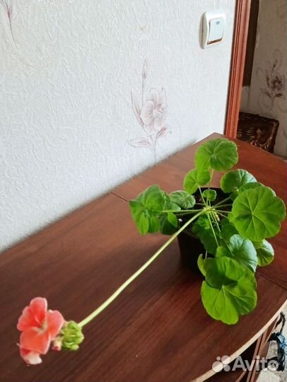 Пеларгония зональная, цвет лососевый