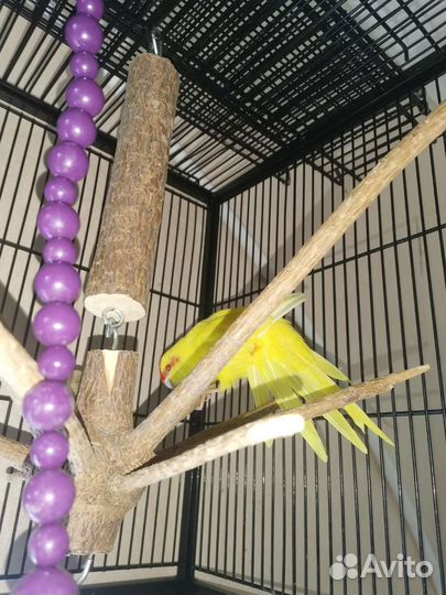 Новозеландский прыгающий попугай (какарик)