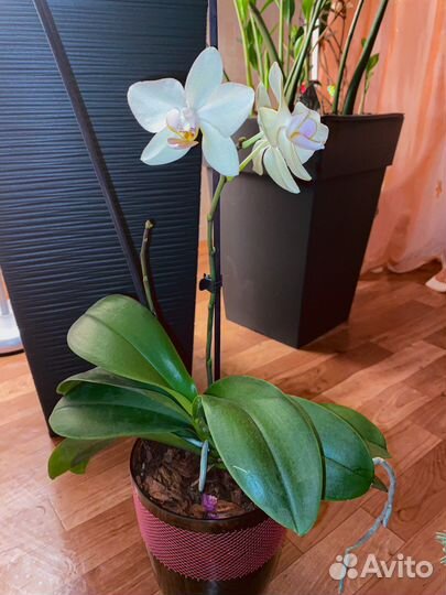 Орхидея mini