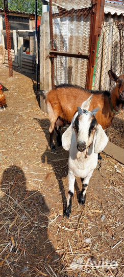 Козы Альпийка и нубийка