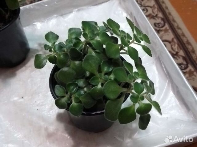 Дерево любви