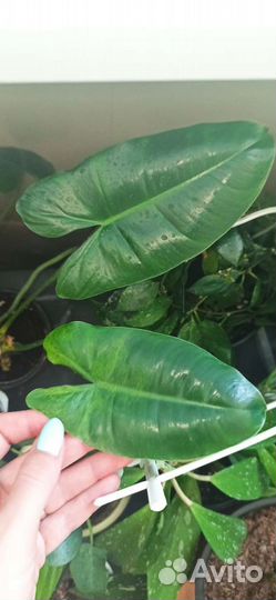 Комнатные цветы