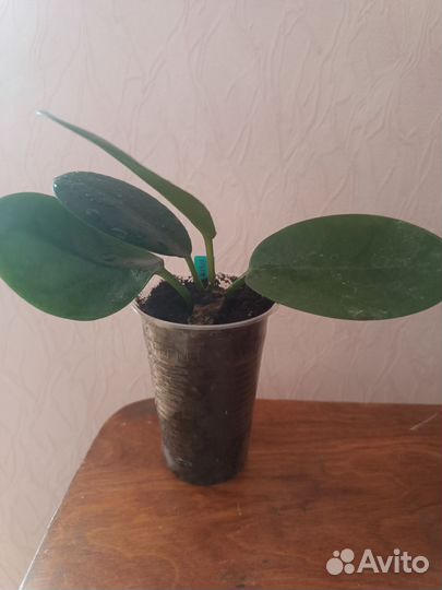 Хойя растение