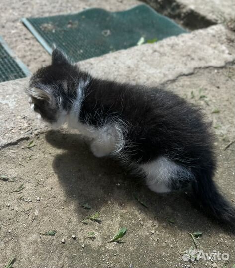 Котята мальчик и девочка