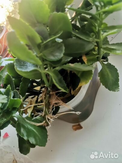 Комнатные цветы каланхоэ