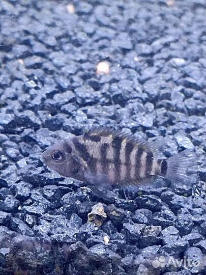 Аквариумные рыбки