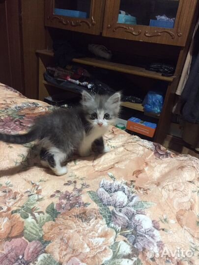 Кошка в дар бесплатно