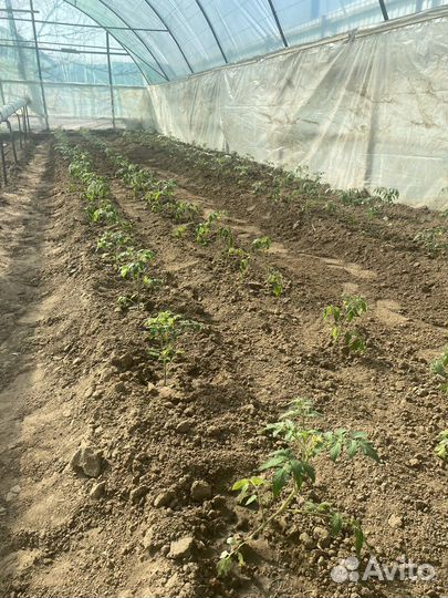 Рассада помидор