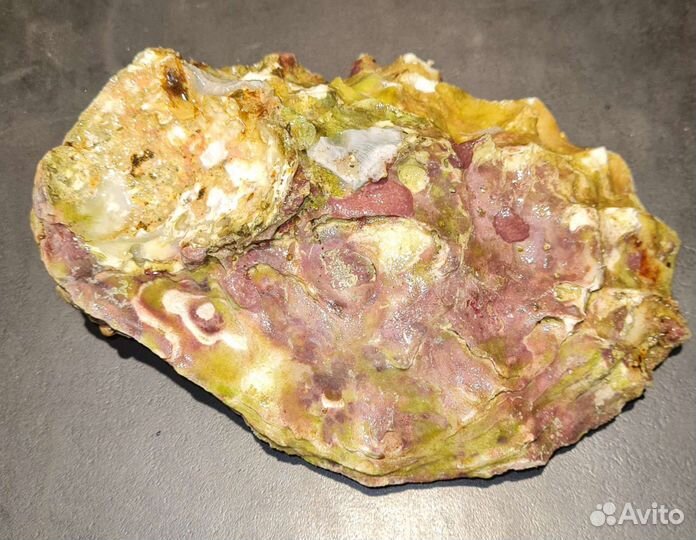 Устрица Хасанская, морской ёж, мидии северные