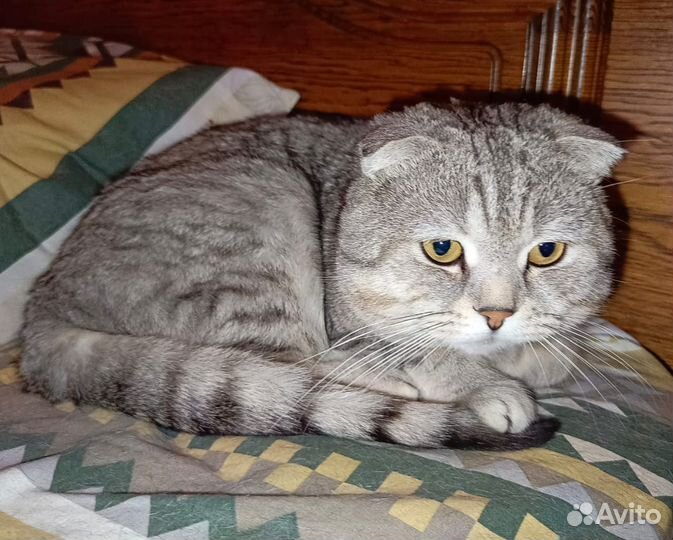 Шотландский вислоухий кот вязка