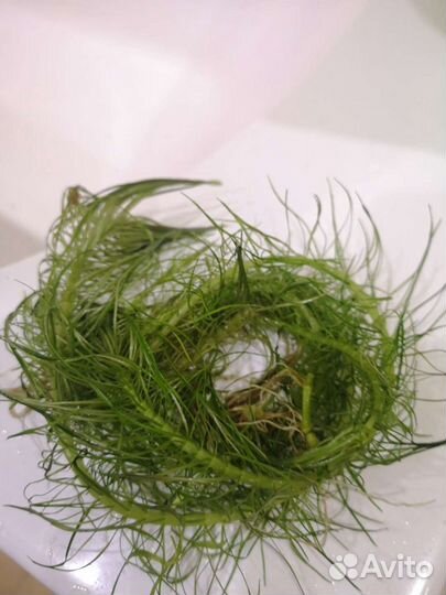 Аквариумные растения бесплатно по воскесеньям